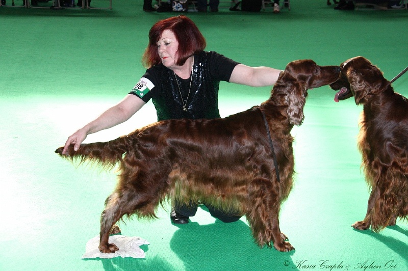 Crufts2011 799.jpg